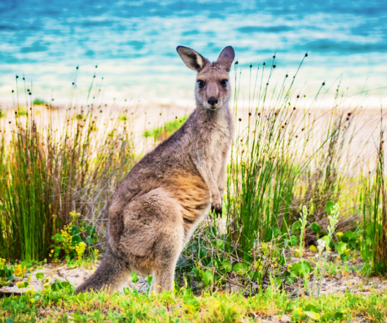 Who Qualifies for an Australia Family Sponsorship Visa?