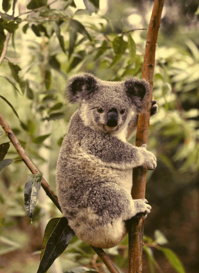How to Move to Australia as a Developer Programmer
